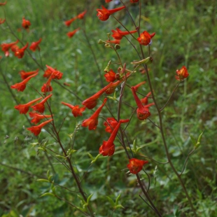 Delphinium nudicaule